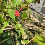 Cornus kousa Fruto