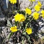 Takhtajaniantha austriaca Flower