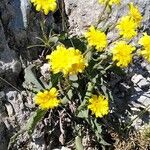 Scorzonera austriaca Flower