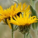 Inula oculus-christi Fleur