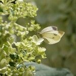 Hydrangea paniculata Annet