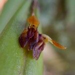 Acianthera decipiens Квітка