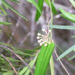 Marsdenia mackeeorum Elinympäristö