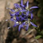 Jasione foliosa Blomst