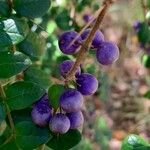 Rhaphithamnus spinosus Fruto