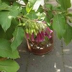 Iochroma cyaneum Blomma
