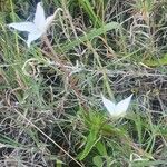 Conostomium quadrangulare Hábito