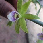 Eulophia euglossa Flower