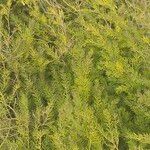 Acacia verticillata Habitus