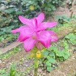Curcuma aromatica फूल