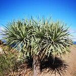 Dracaena draco Habit