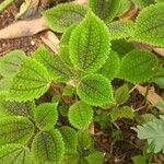 Pilea mollis Hoja