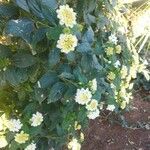 Lantana canescens Blomma