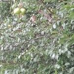 Pyrus cordata Hábito