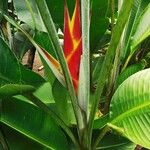 Heliconia wagneriana Flower