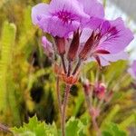 Pelargonium cucullatum Flower