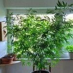 Cannabis sativa Агульны выгляд