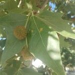 Platanus orientalis Плід