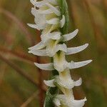 Spiranthes longilabris