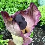 Amorphophallus paeoniifolius Floare
