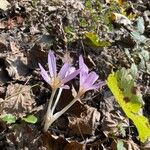 Colchicum lusitanum 花