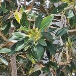 Ficus macrophylla ᱥᱟᱠᱟᱢ