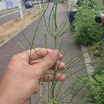 Equisetum ramosissimum 葉