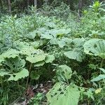 Petasites hybridus Leaf