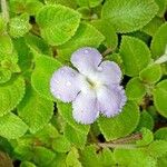 Episcia lilacina Квітка