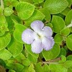 Episcia lilacina Цвят