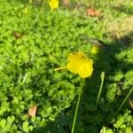 Oxalis pes-caprae Floare
