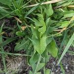 Taraxacum cucullatiforme Likasa