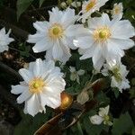 Anemone hupehensis Flower