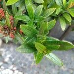 Ixora coccinea Liść