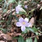 Mimulopsis glandulosa Flor