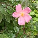 Rosa pendulinaBloem