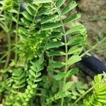 Astragalus hamosus Blad