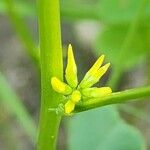 Trigonella stellata Цветок