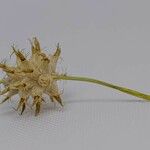 Trifolium spumosum Blüte