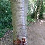 Betula ermanii Corteccia