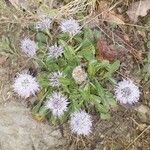 Globularia vulgaris Kukka