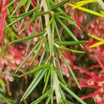 Grevillea juniperina ഇല