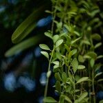 Dischidia nummularia Blatt