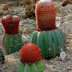 Melocactus intortus Leaf