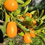 Citrus japonica फल