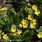 Primula luteola Habit