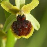 Ophrys virescens Mosusu