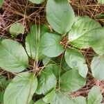 Pyrola elliptica Foglia