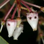 Arctostaphylos viscida Blüte