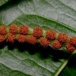 Microgramma reptans Froito